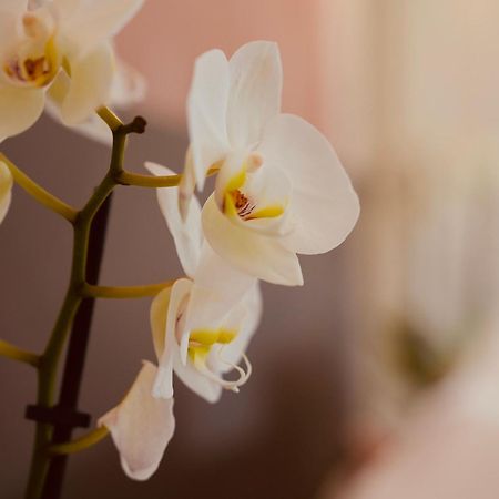 L'Amarante Chambres D'Hotes Ou Gite Citadin Theux Ngoại thất bức ảnh